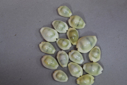 Lakshmi Gavvalu Or Cowries Half Kg - 500gms